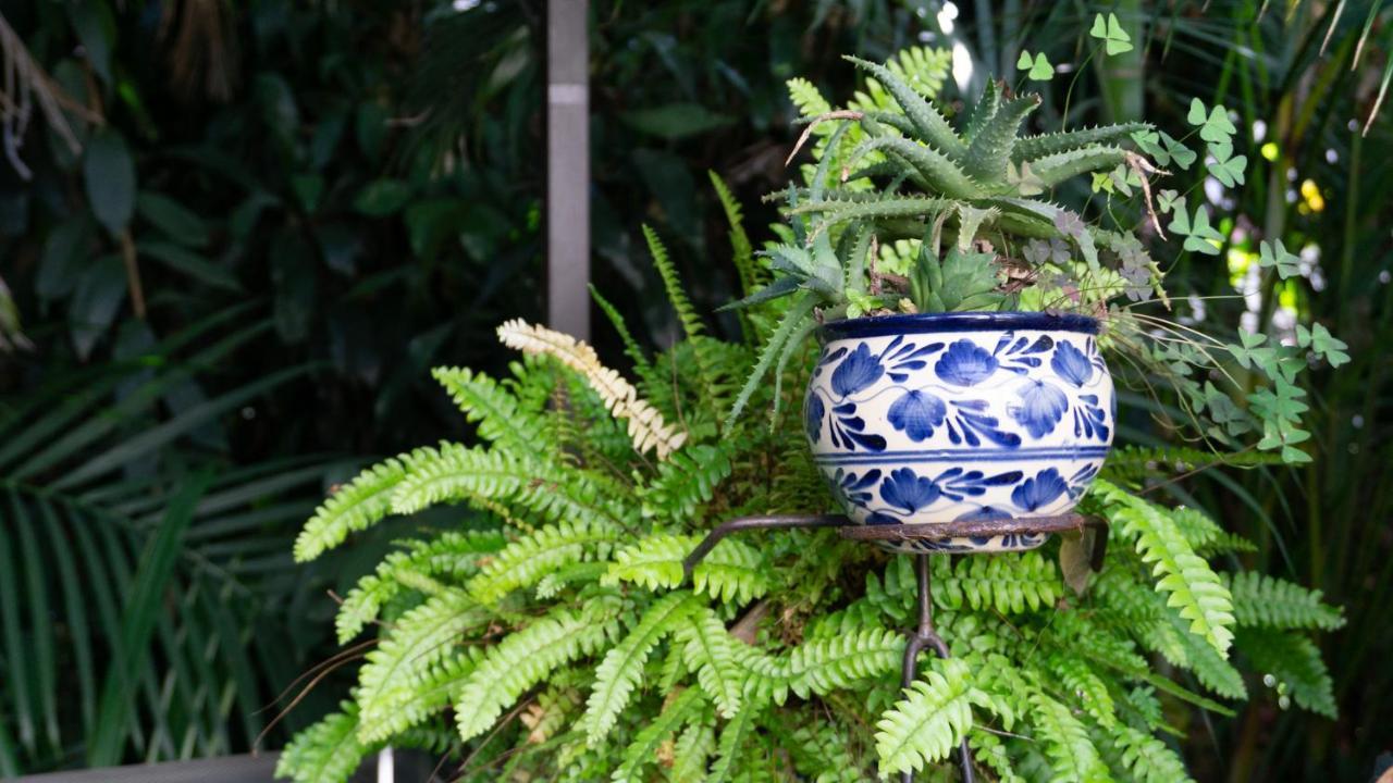 El Jardin Del Eden B&B Boutique كويرنافاكا المظهر الخارجي الصورة